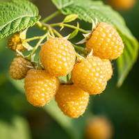 Yellow Raspberry