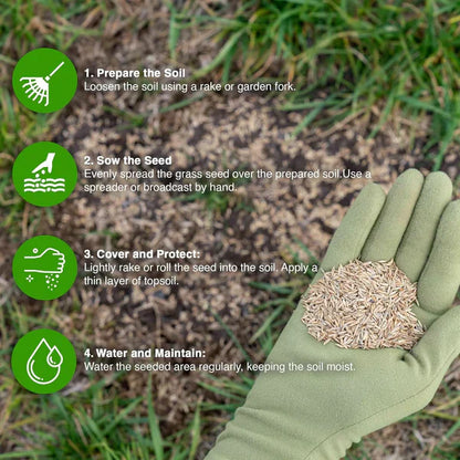 Evergreen Dwarf Grass for All-Season Lawn & Garden Cover