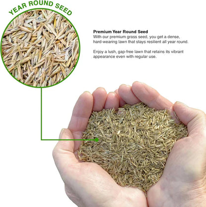 Evergreen Dwarf Grass for All-Season Lawn & Garden Cover