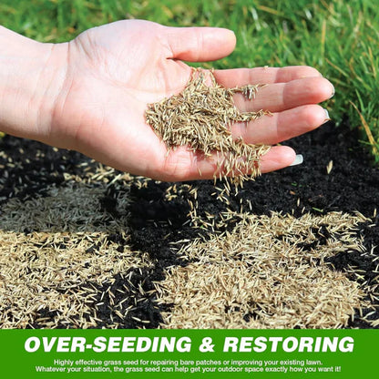 Evergreen Dwarf Grass for All-Season Lawn & Garden Cover