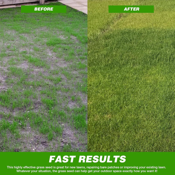 Evergreen Dwarf Grass for All-Season Lawn & Garden Cover