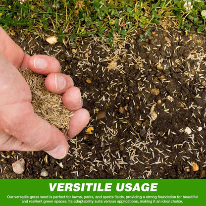 Evergreen Dwarf Grass for All-Season Lawn & Garden Cover