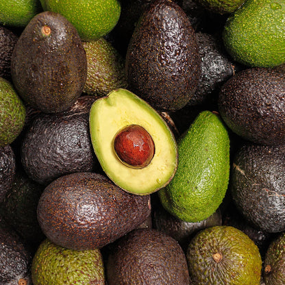 Creamy Avocado Tree Growing Kit