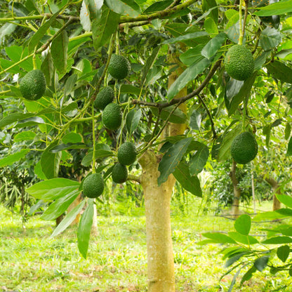 Creamy Avocado Tree Growing Kit