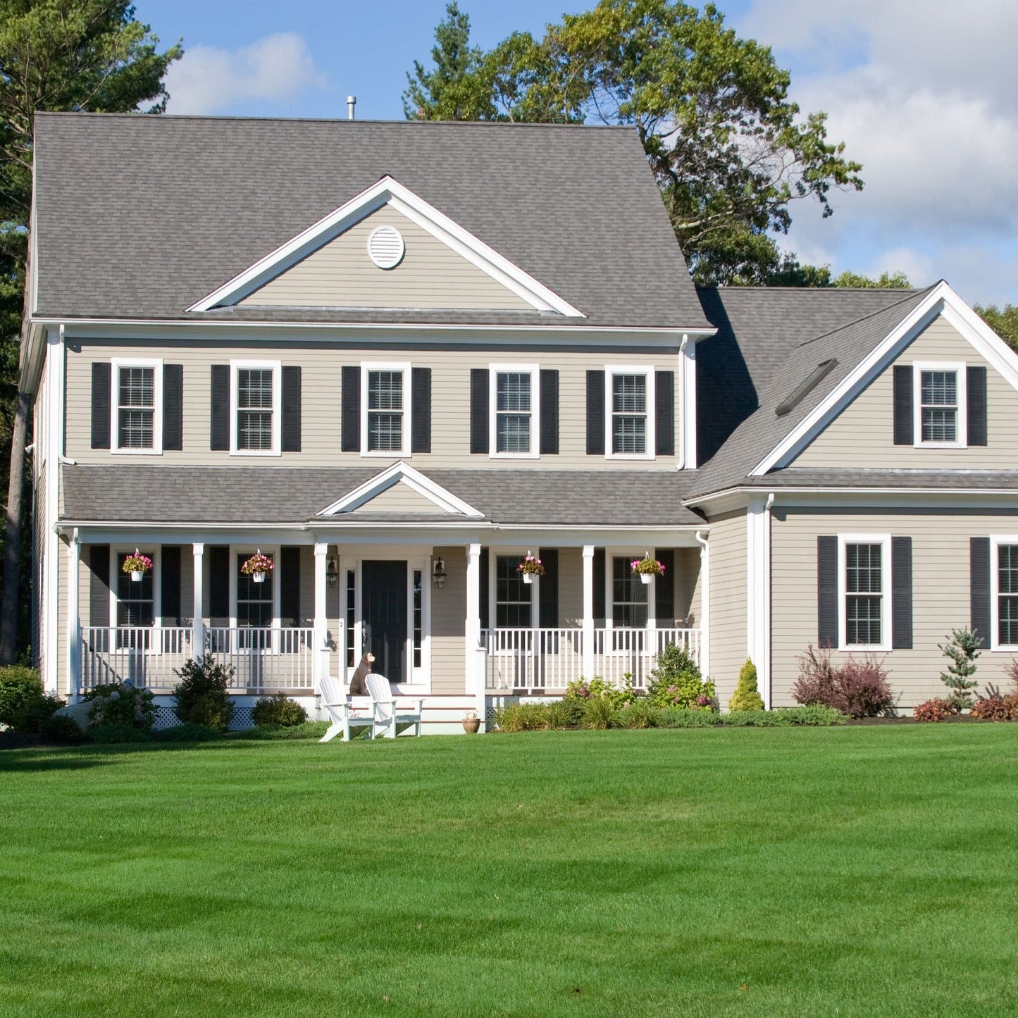Evergreen Dwarf Grass for All-Season Lawn & Garden Cover