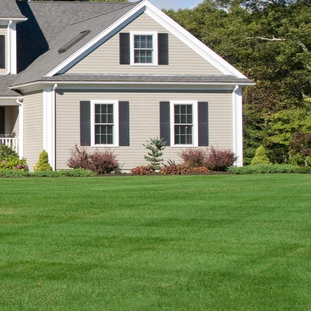Evergreen Dwarf Grass for All-Season Lawn & Garden Cover