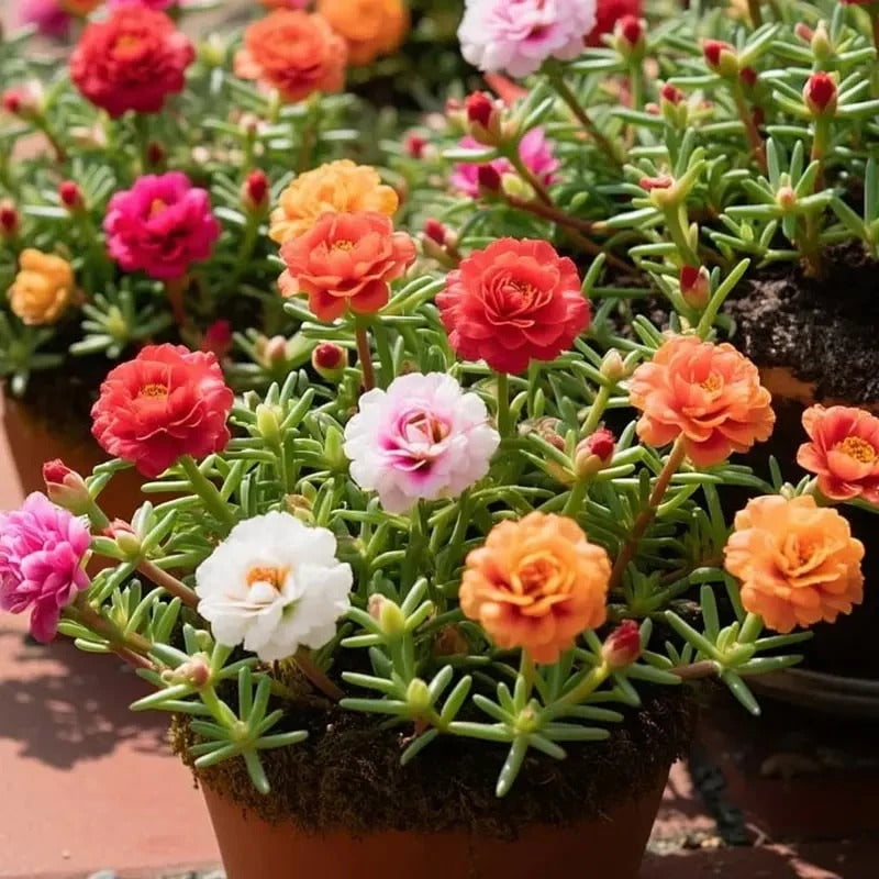 🌸Moss Rose Plant Kit – 🌿Perennial Flower Seeds / Large Flowers / Easy to Grow
