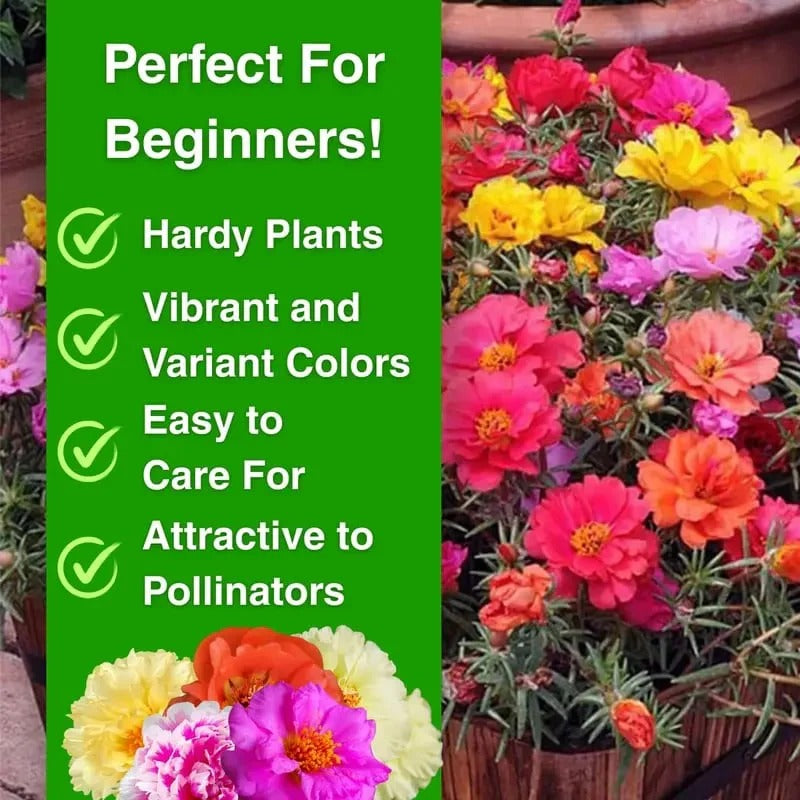 🌸Moss Rose Plant Kit – 🌿Perennial Flower Seeds / Large Flowers / Easy to Grow