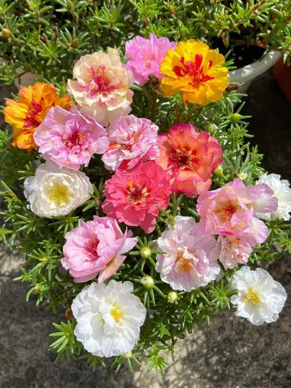 🌸Moss Rose Plant Kit – 🌿Perennial Flower Seeds / Large Flowers / Easy to Grow