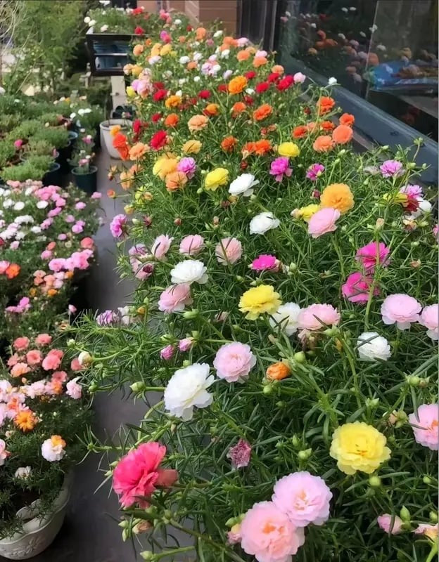 🌸Moss Rose Plant Kit – 🌿Perennial Flower Seeds / Large Flowers / Easy to Grow