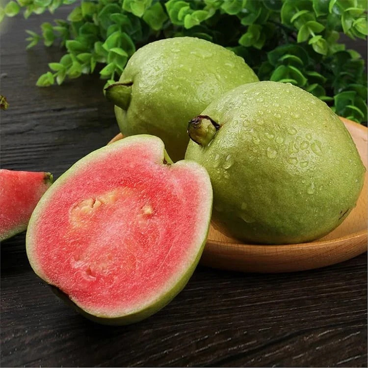 Tropical Guava Growing Kit for Pots & Gardens – AltaMoro-net