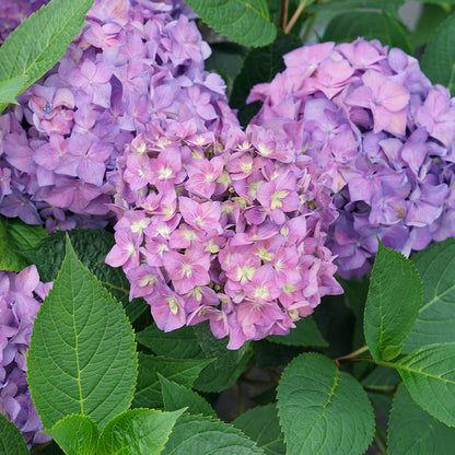 Hydrangea Collection – Endless Summer, Violet Queen, Magic Ruby & Princess Annie