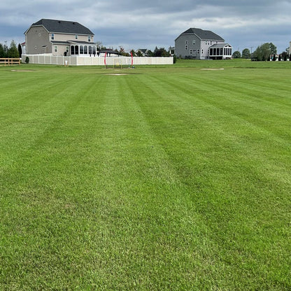 Evergreen Dwarf Grass for All-Season Lawn & Garden Cover